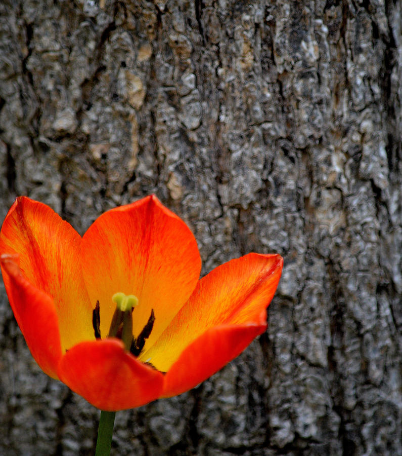 Orange Tulip by the Tree Photograph by Joan Han