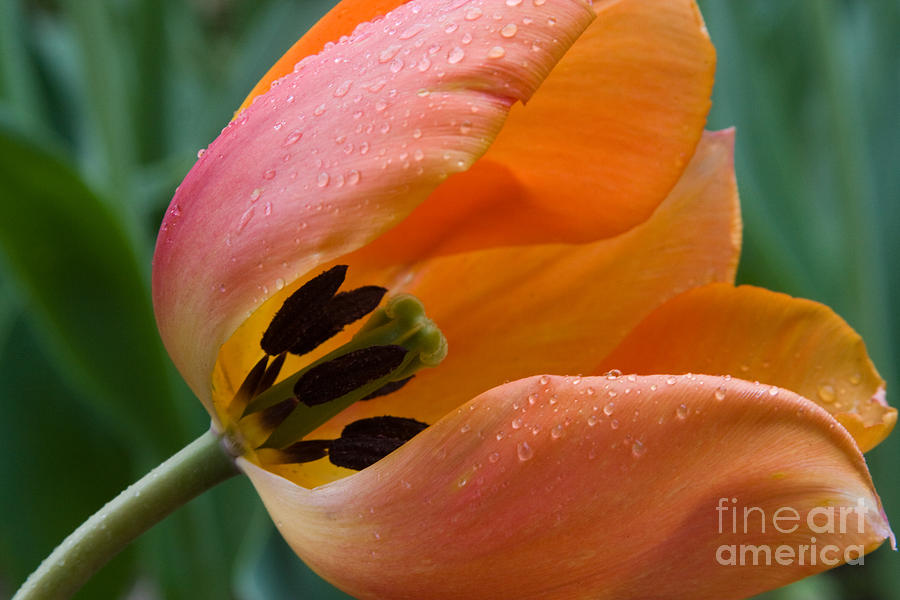 Orange Tulip Photograph by Chris Scroggins