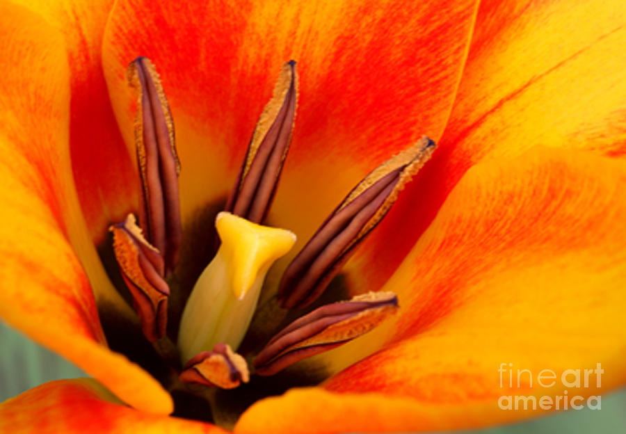 Amsterdam Photograph - Orange tulip by Deborah Benbrook Amsterdam Photograph - Orange tulip by Deborah Benbrook