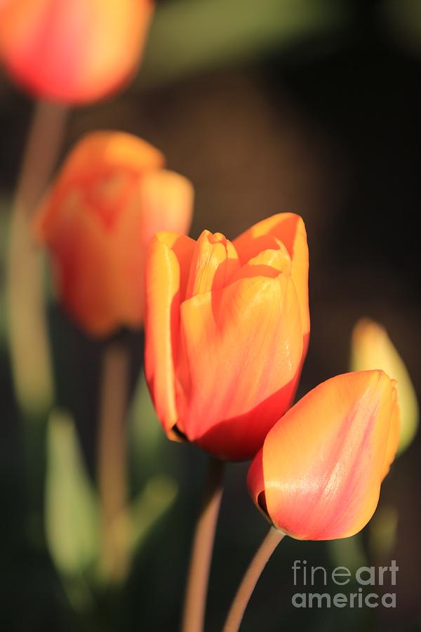 Orange Tulip Drama Photograph by Carol Groenen