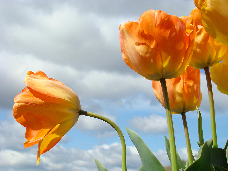 Tulip Photograph - Orange Tulip Flowers art prints Tulips Floral by Patti Baslee