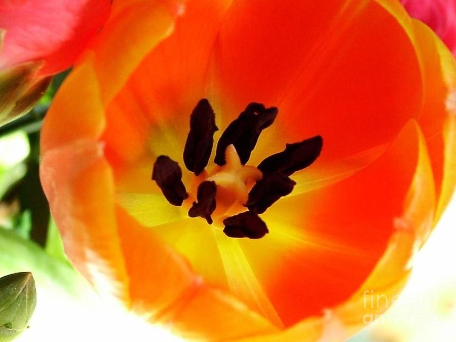 Orange Tulip Photograph by Joan-Violet Stretch
