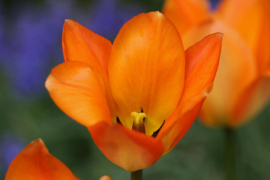 Orange Tulip Photograph by Juergen Roth