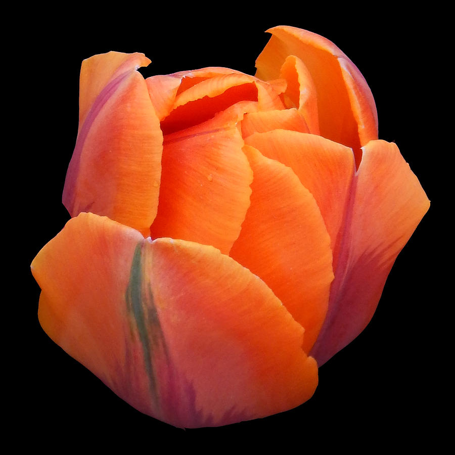 Orange Tulip Still Life Flower Art Poster Photograph by Lily Malor