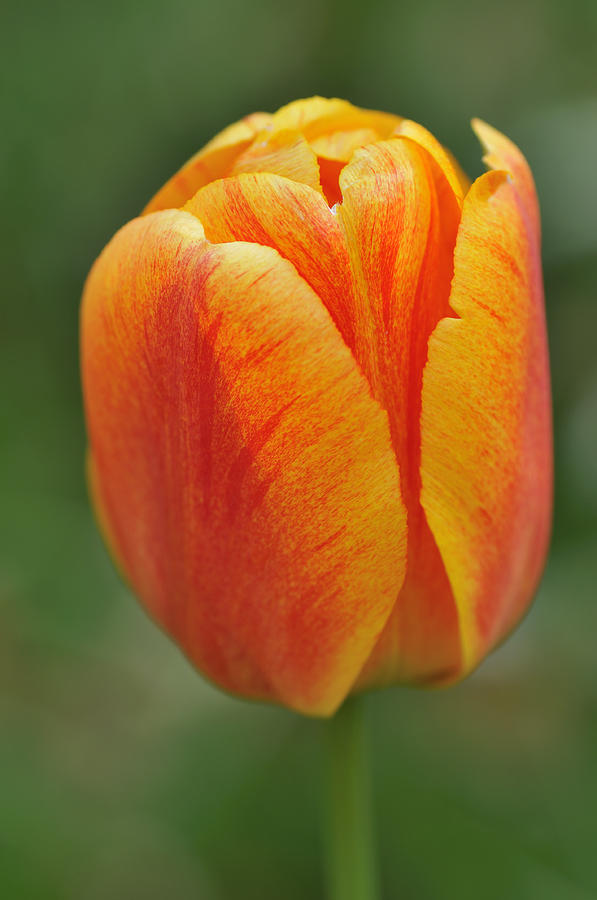 Orange Tulip Photograph by Matthias Hauser