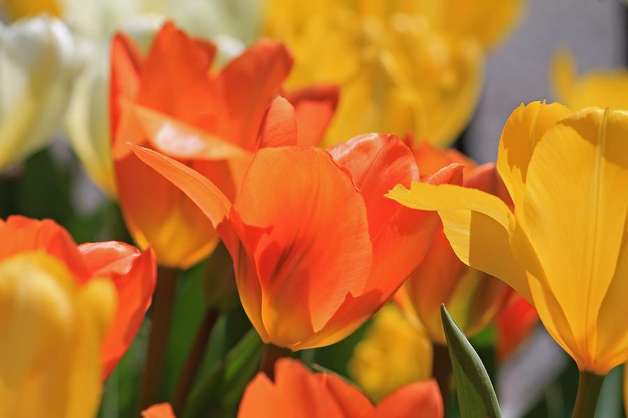 Orange Tulip Photograph by Michael Saunders