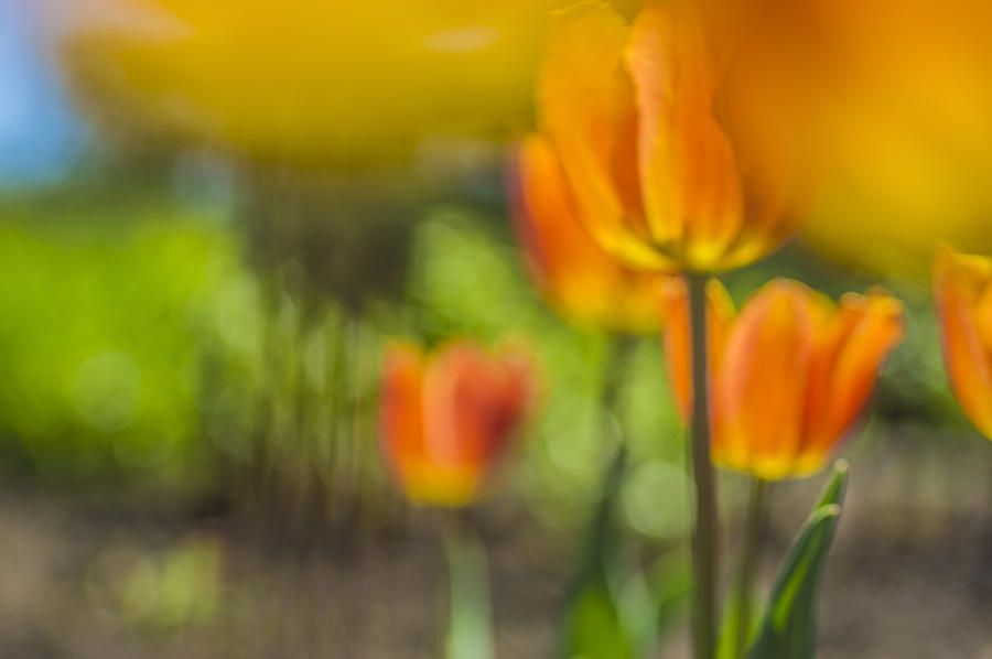 Orange tulip on fire Photograph by Arkady Kunysz