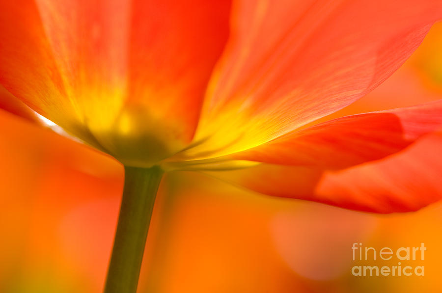 Nature Photograph - Orange Tulip by Oscar Gutierrez