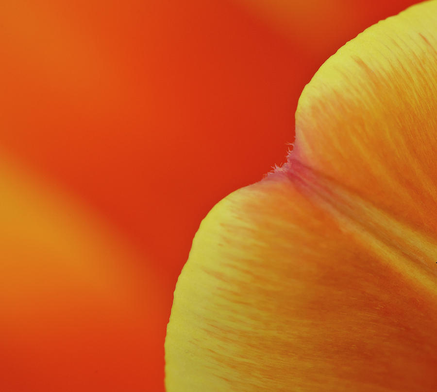 Orange tulip petal detail Photograph by Gary Eason
