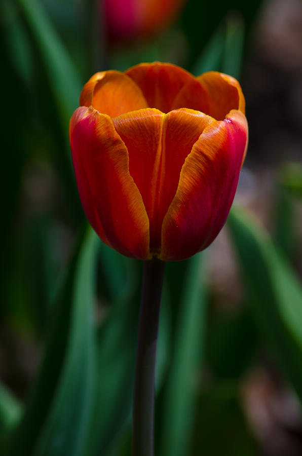 Orange Tulip Photograph by Tikvahs Hope