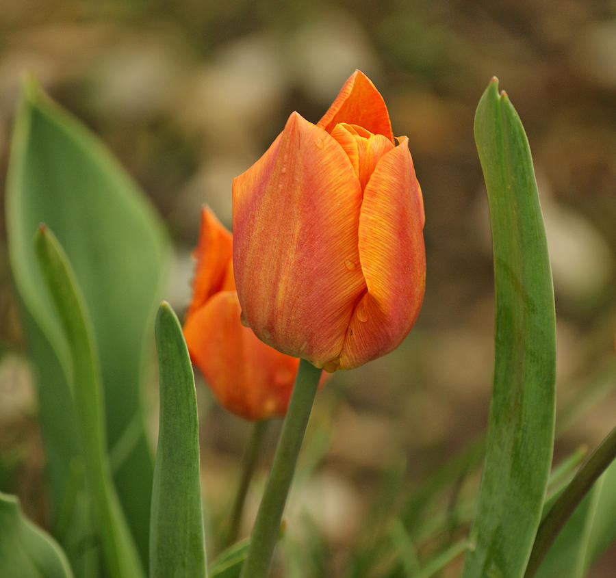 Orange Tulip Photograph by Sandy Keeton