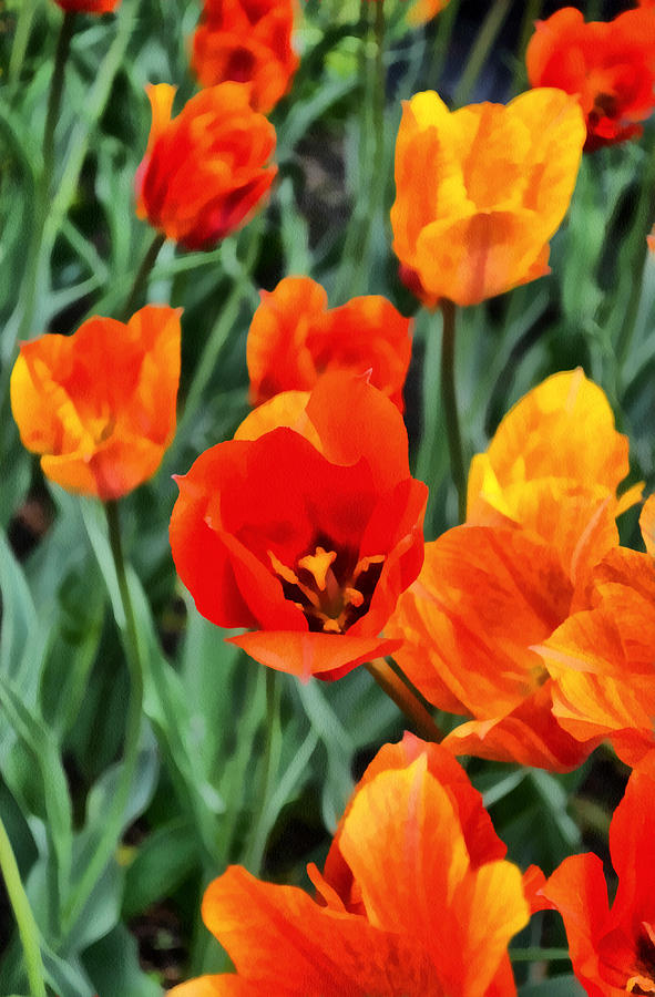 Orange Tulip Splendor Photograph by Michelle Calkins