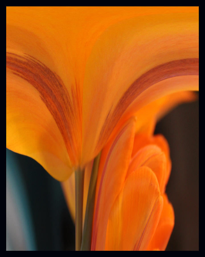 Orange Tulip Tower Photograph by Jim Baker