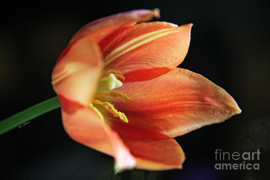 Orange Tulip Photograph by Yumi Johnson