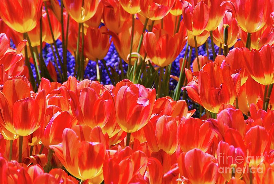Lily Photograph - Orange Tulips by Allen Beatty