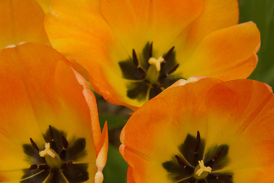Tulip Photograph - Orange Tulips by Amelia Kraemer