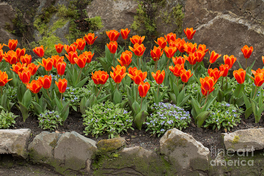 Orange tulips and Forget me nots in spring Photograph by Louise Heusinkveld
