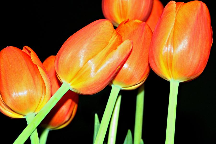 Orange Tulips Photograph by Barbara S Nickerson
