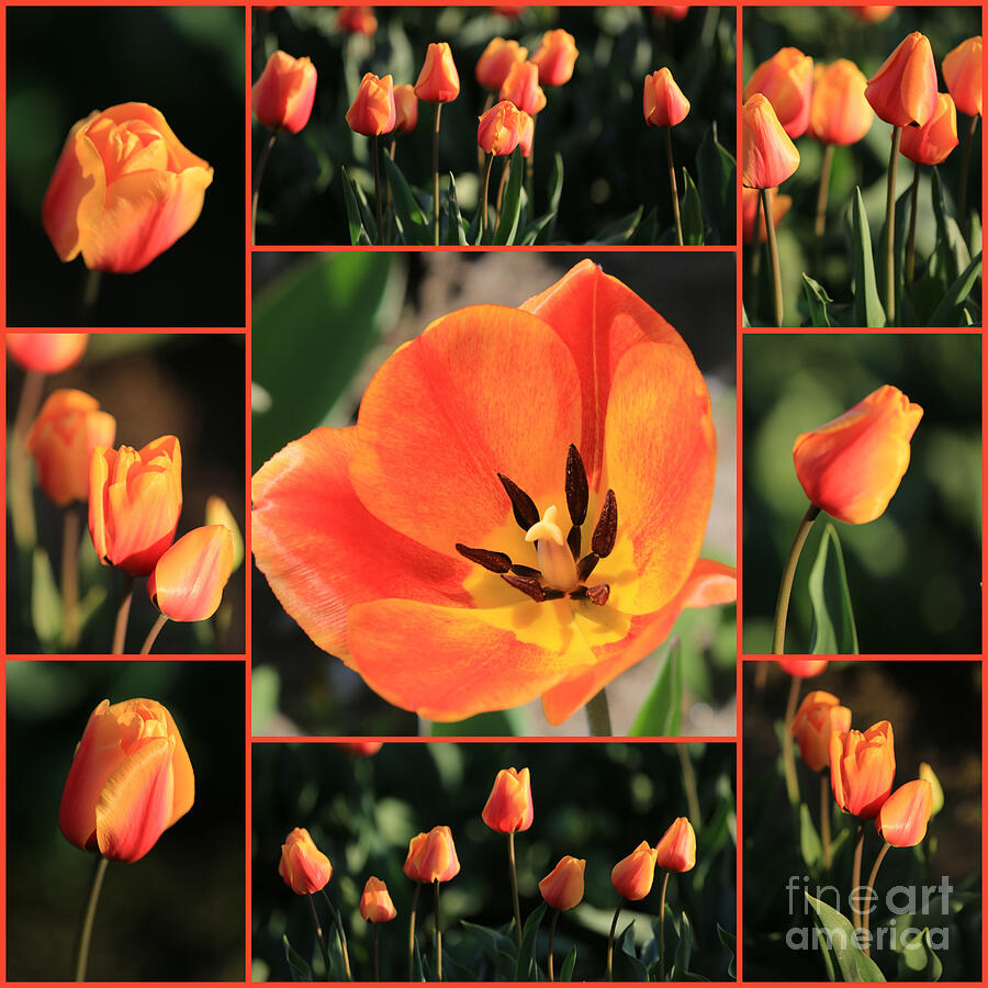 Tulip Photograph - Orange Tulips Collage by Carol Groenen