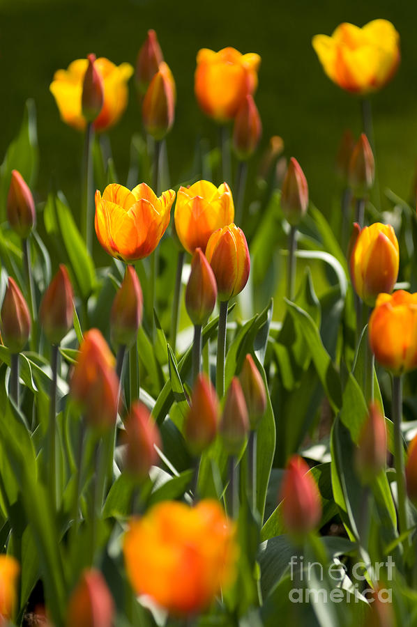 Orange Tulips Photograph by David Lichtneker