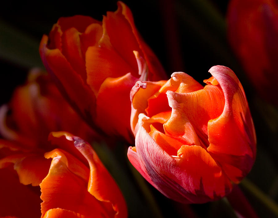 Orange tulips glowing Photograph by Jeff Folger