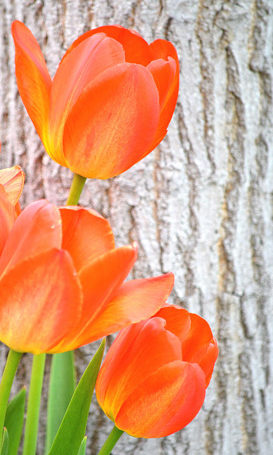 Orange Tulips I Photograph by Joan Han