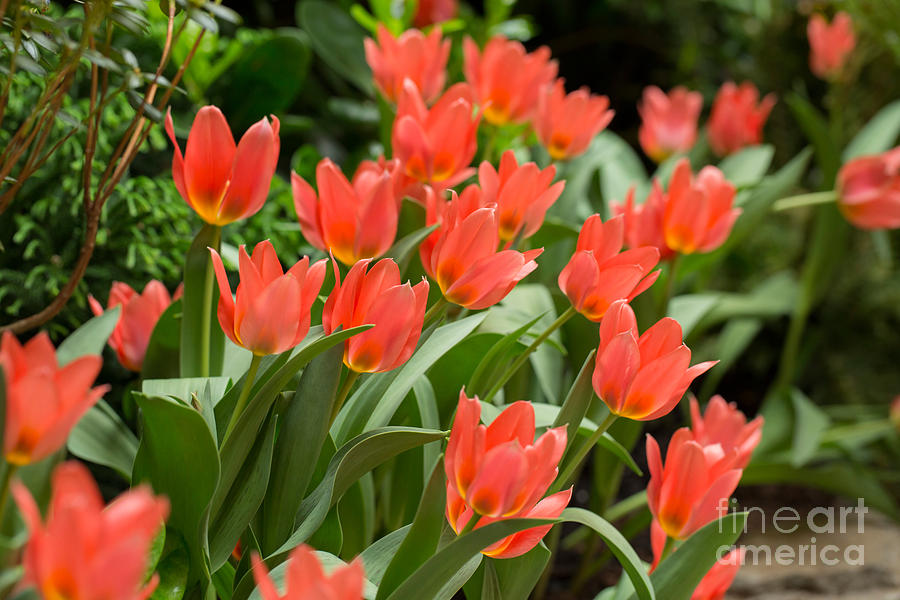 Orange tulips in spring Photograph by Louise Heusinkveld