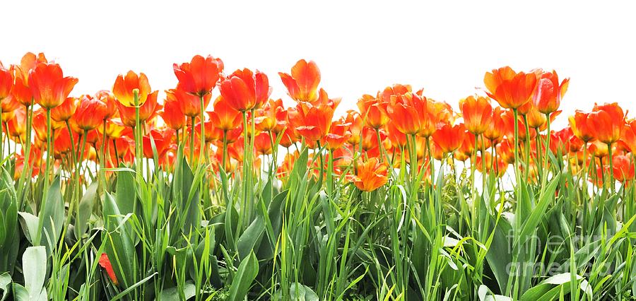 Flower Photograph - Orange Tulips by Kesavan Venugopal
