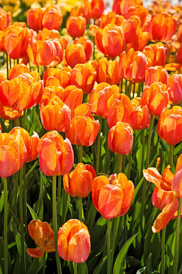 Flower Photograph - Orange tulips by Michael Porchik