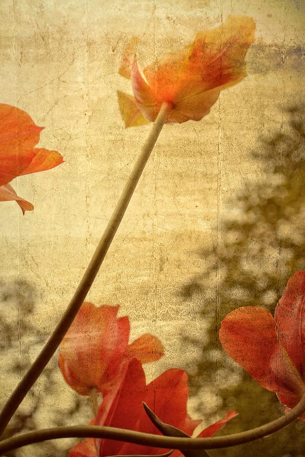 Flower Photograph - Orange Tulips  by Michelle Calkins