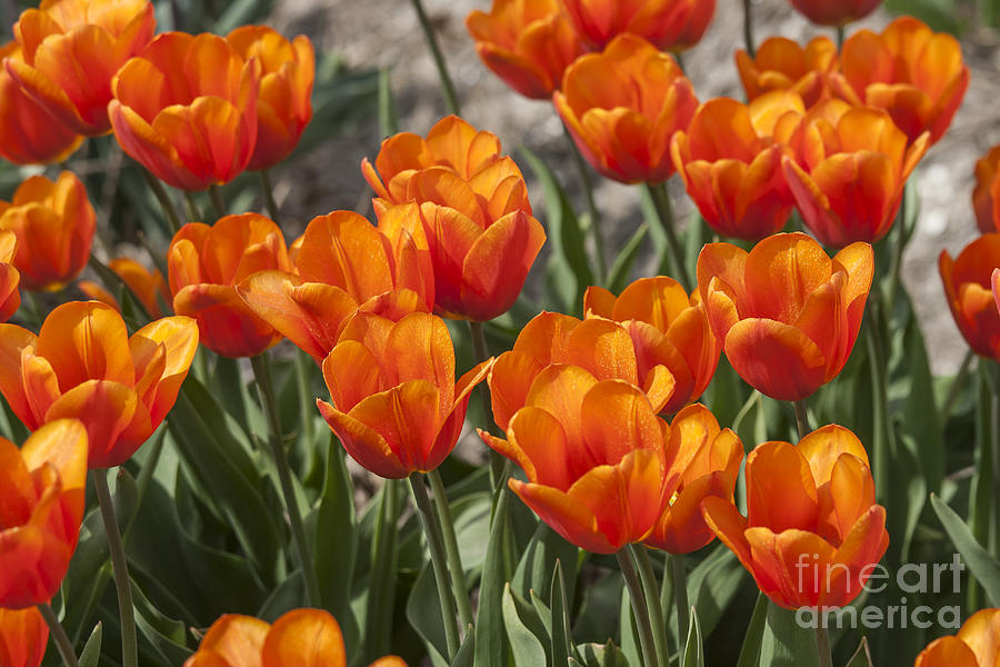 Beautiful orange tulips  Photograph by Patricia Hofmeester
