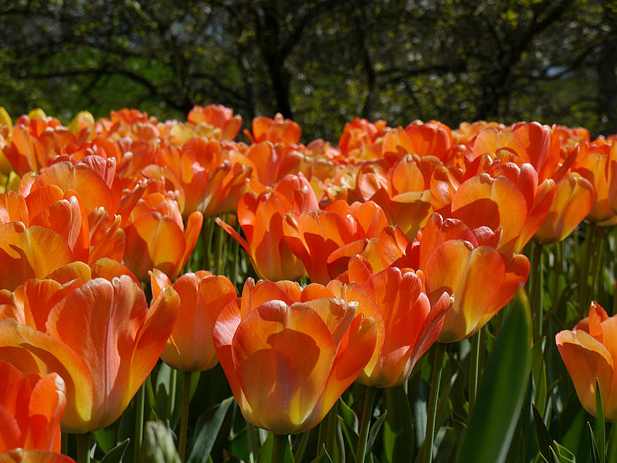 Orange Tulips Photograph by Richard Reeve