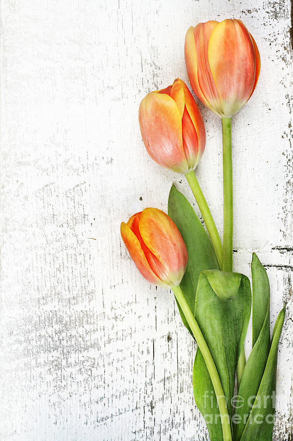 Orange Tulips Photograph by Stephanie Frey