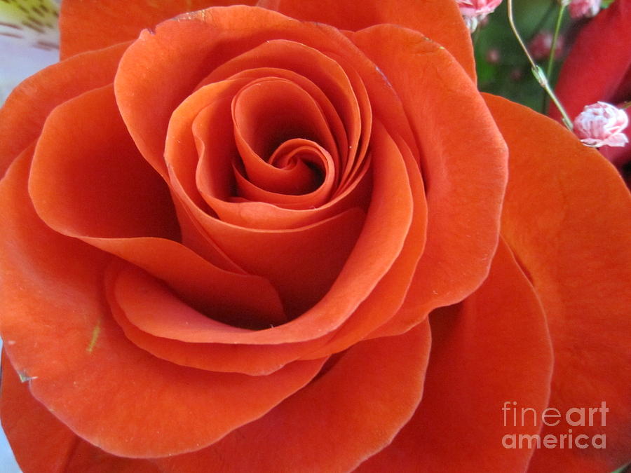 Orange Twist Rose 2 Photograph by Tara  Shalton