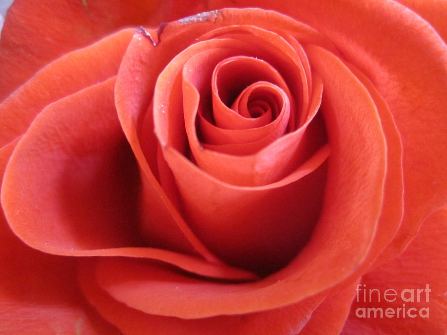 Orange Twist Rose 4 Photograph by Tara  Shalton