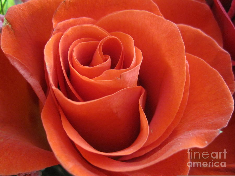 Orange Twist Rose Photograph by Tara  Shalton