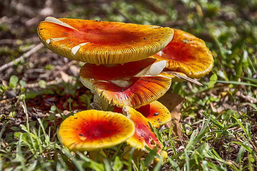 Mushroom Photograph - Orange V4 by Douglas Barnard