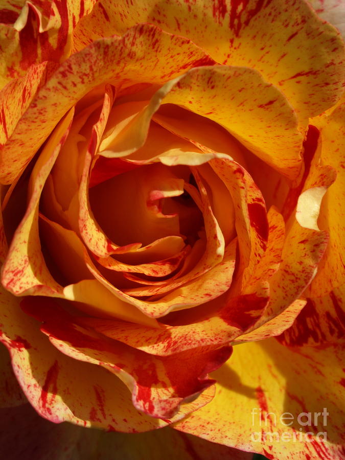 Orange Variegated Rose Photograph by Jacklyn Duryea Fraizer