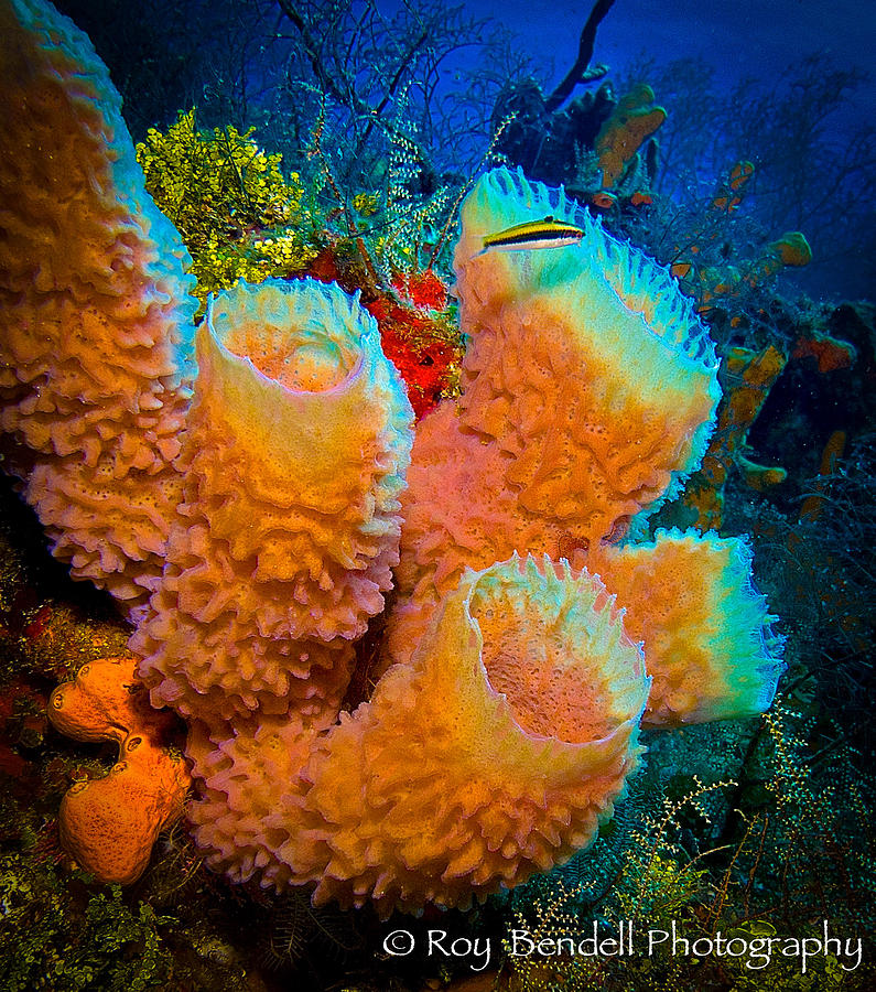 Orange Vase Sponge Photograph By Roy Bendell