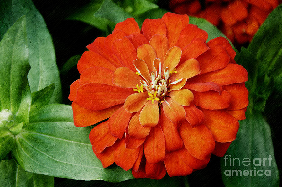 Orange Velvet Zinnia Photograph by Andee Design