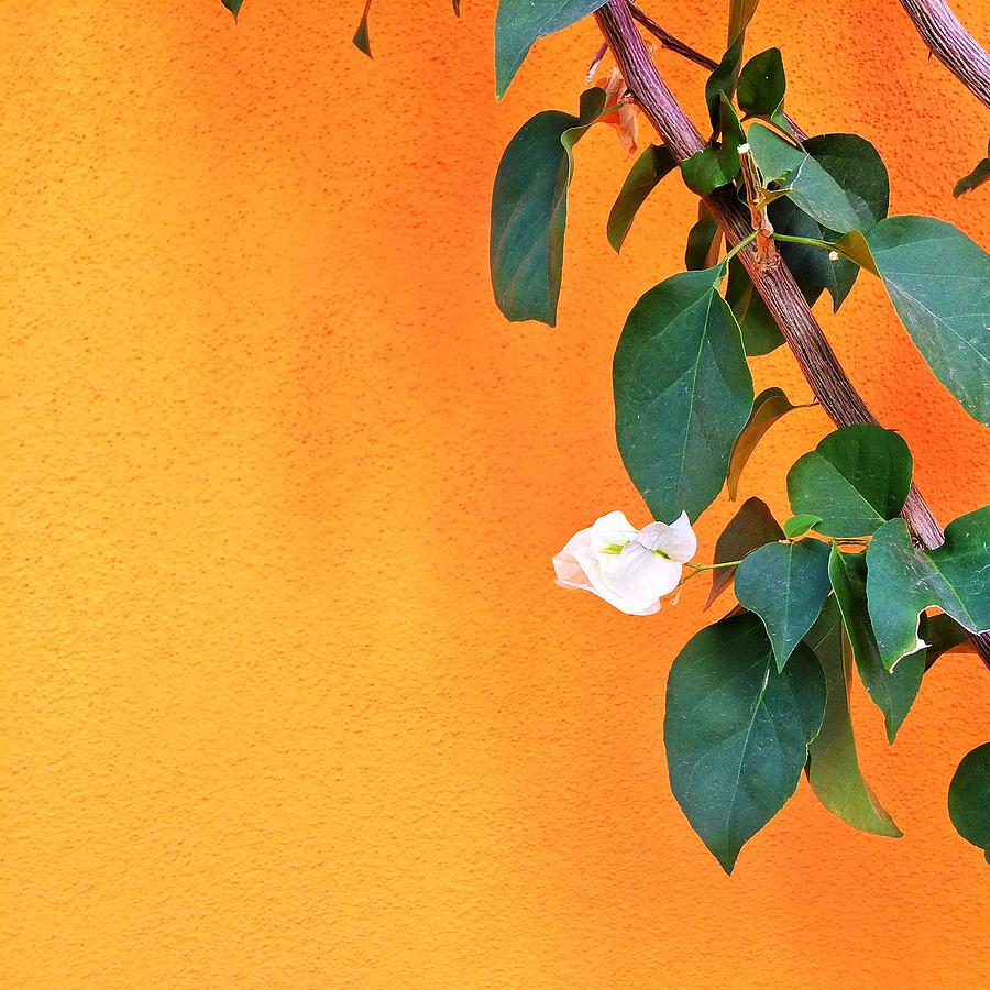 Flowers Still Life Photograph - Orange wall with white flower by Rene Constantin