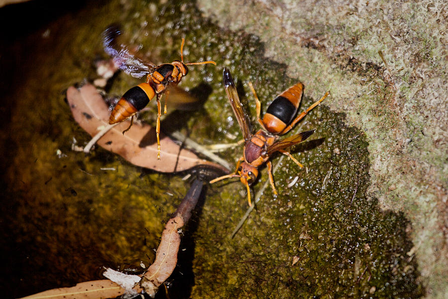 Orange Wasps Photograph by Douglas Barnard