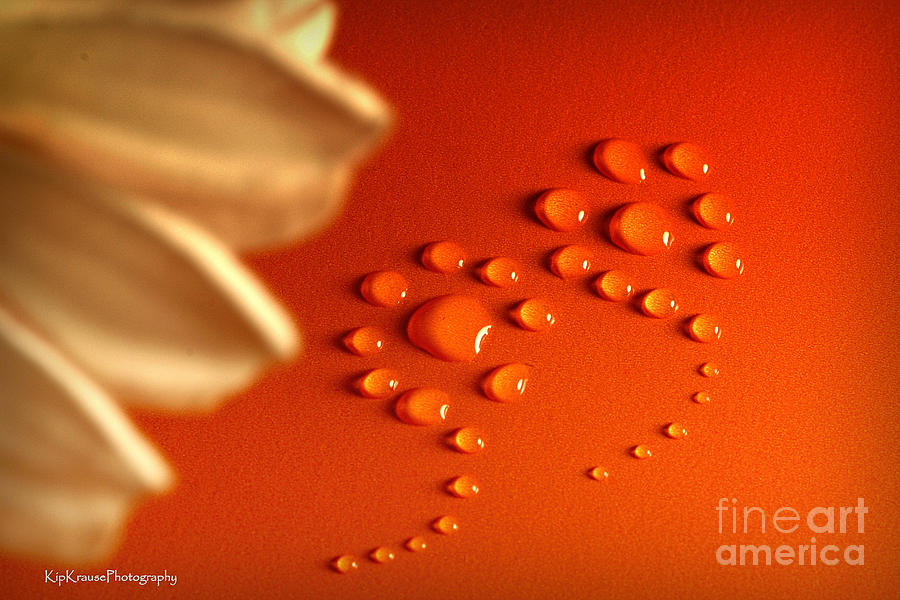 Still Life - Orange Water Flowers Photograph by Kip Krause