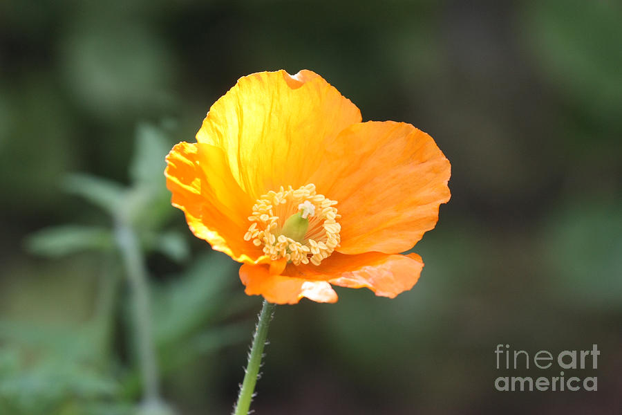 Orange Welsh Poppy Photograph by Terri Waters