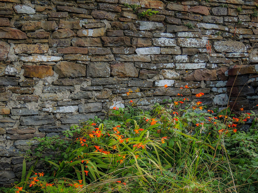 Orange wildflowers against stone wall Photograph by James Truett