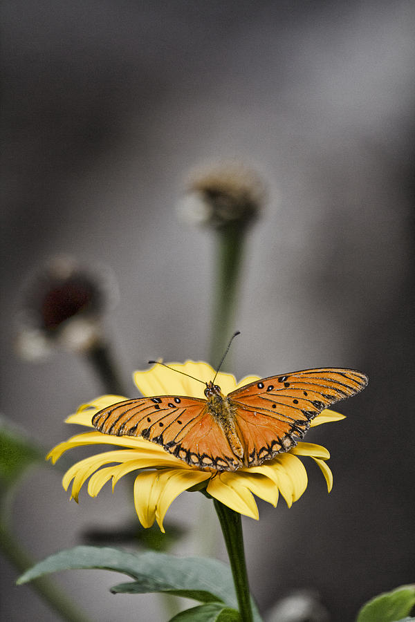 Orange Winged Butterfly Photograph by Douglas Barnard