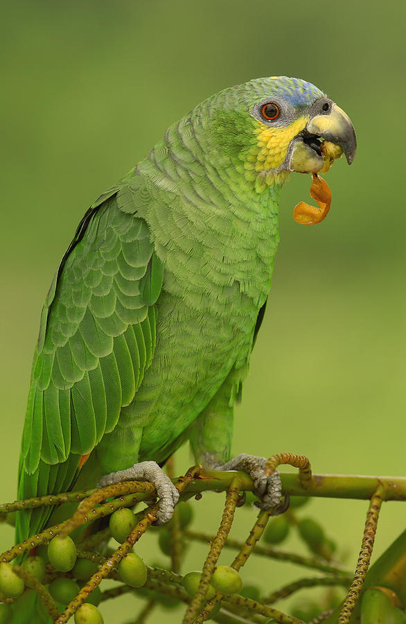 Orange-winged Parrot Amazonian Ecuador Photograph by Pete Oxford