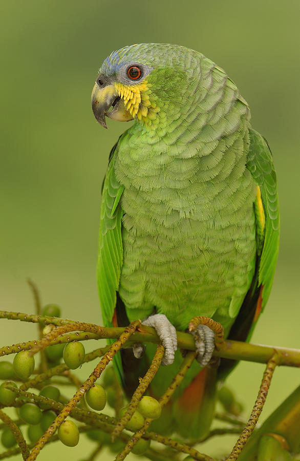 Orange-winged Parrot Ecuador Photograph by Pete Oxford