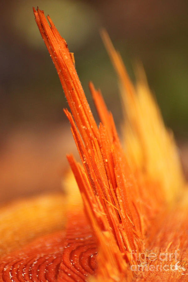 Orange wood fragment on stump Photograph by Ana Seminario