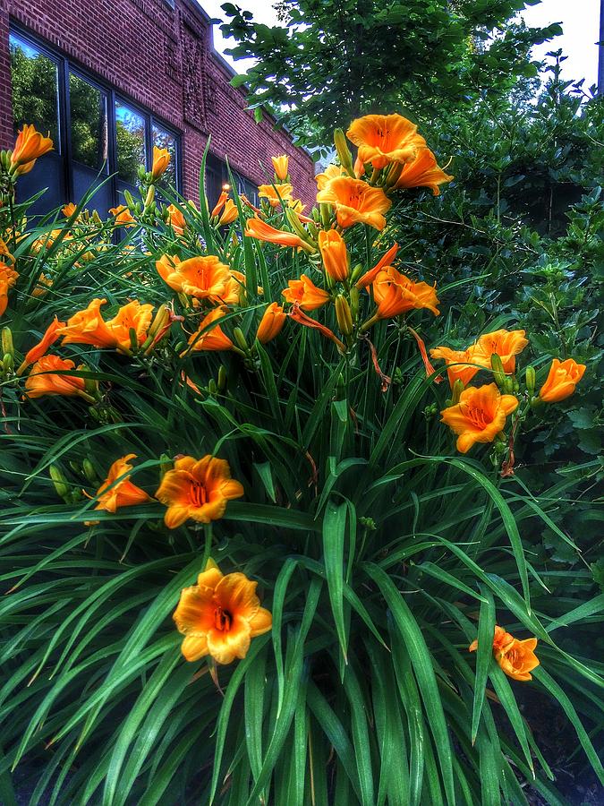 Lily Photograph - Orange Ya Glad by Nick Heap